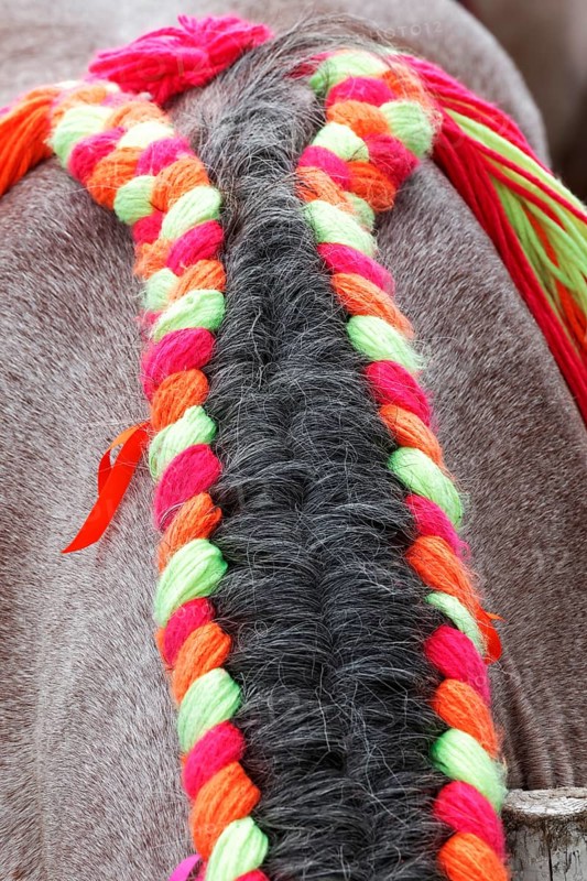 Horse's mane decorated with a woollen plait