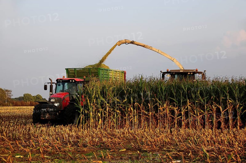 Maize harvest