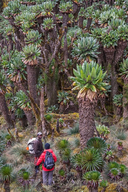 Young woman and trekking guide walk beside Giant Groundsels (Dendrosenecio) in the Rwenzori Mountains