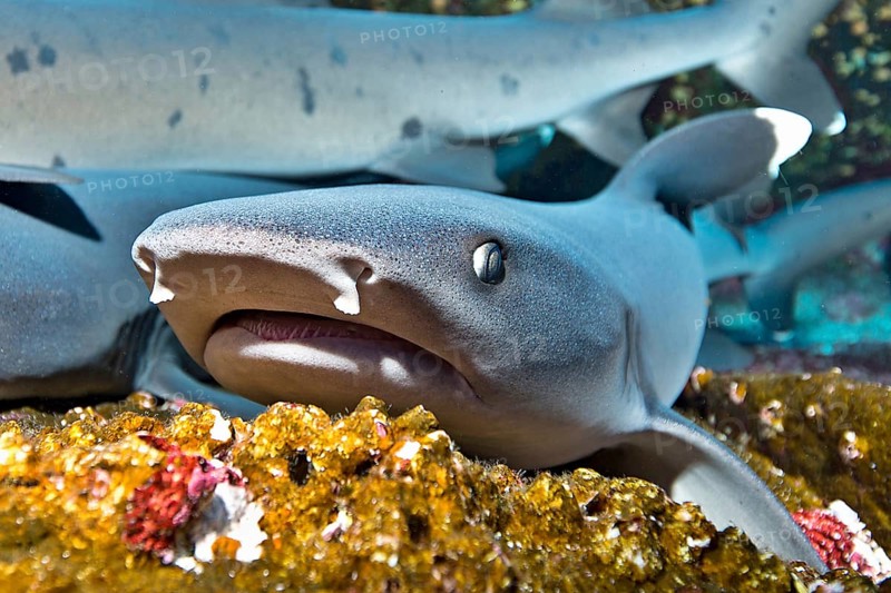 Whitetip Reef Sharks (Triaenodon obesus) at their resting place