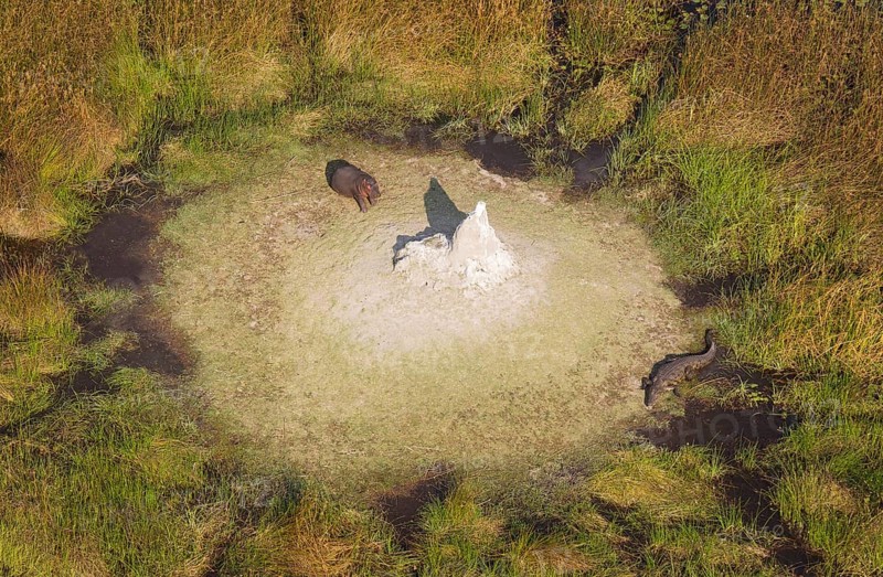 Hippopotamuses (Hippopotamus amphibius) and Nile Crocodile (Crocodylus niloticus)