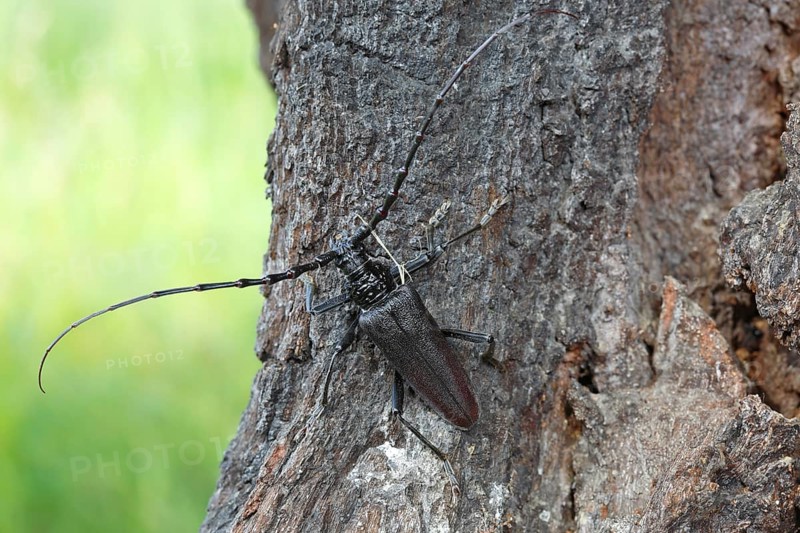 Great Capricorn Beetle (Cerambyx cerdo) in the biotope