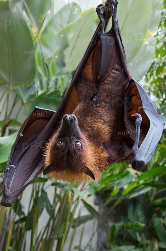 Large Flying Fox (Pteropus vampyrus) hanging in a tree