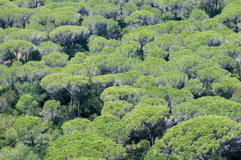 Pine forest