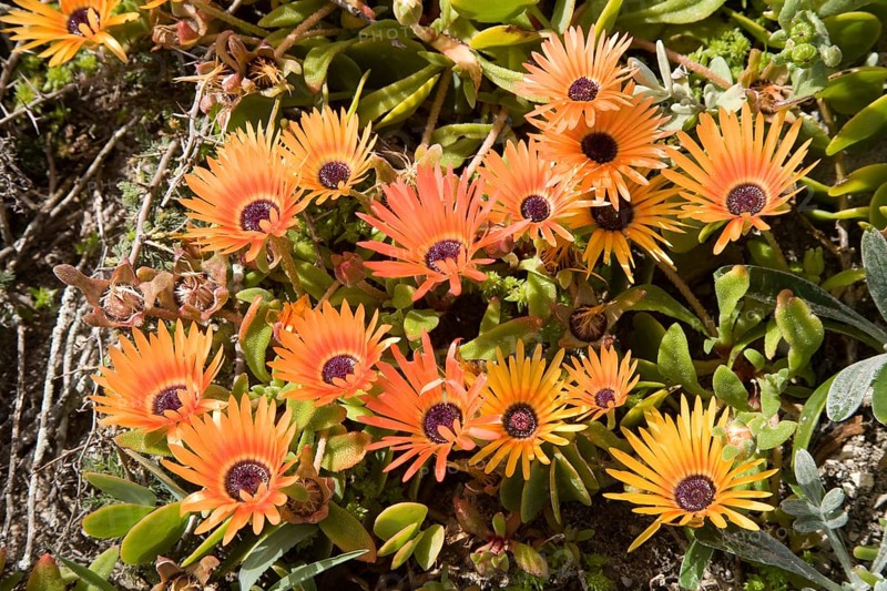 Ice Plants (Dorotheanthus bellidiformis)
