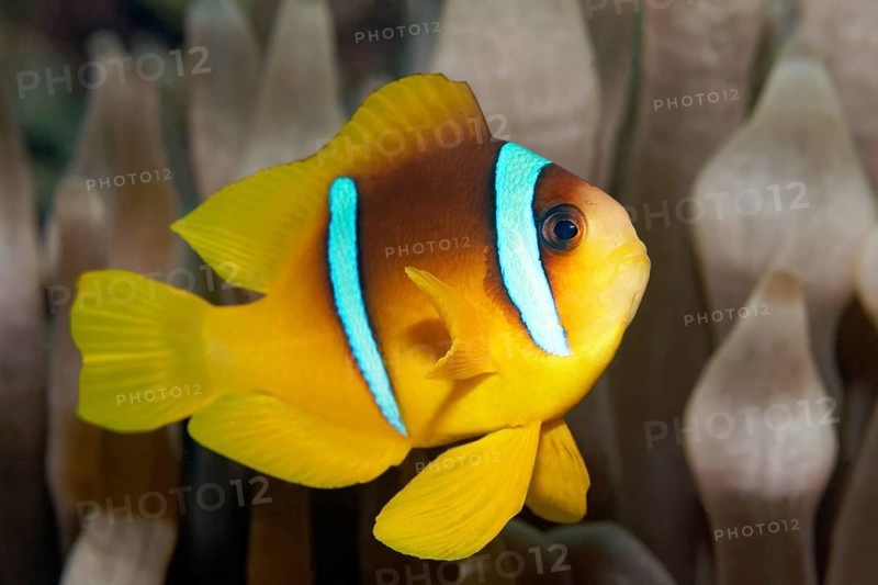 Young Red Sea clownfish (Amphiprion bicinctus) in front of Anemone