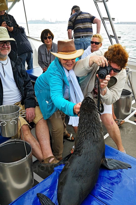 Cape Fur Seal (Arctocephalus pusillus) is photographed on a tourist boat in Walvis Bay City