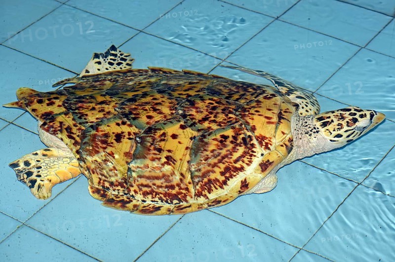 Hawksbill sea turtle (Eretmochelys imbricata)