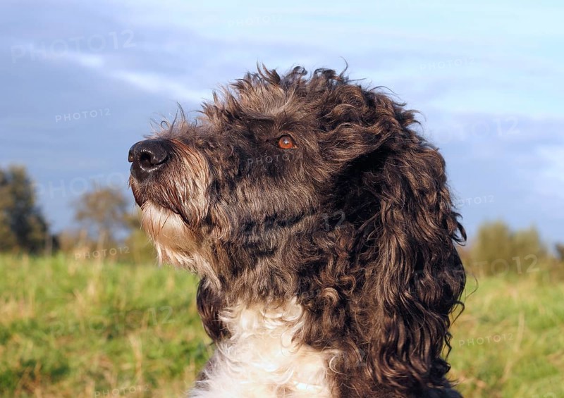 Aussiedoodle