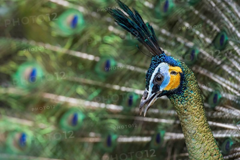 Java Peafowl or Green Peafowl (Pavo muticus)