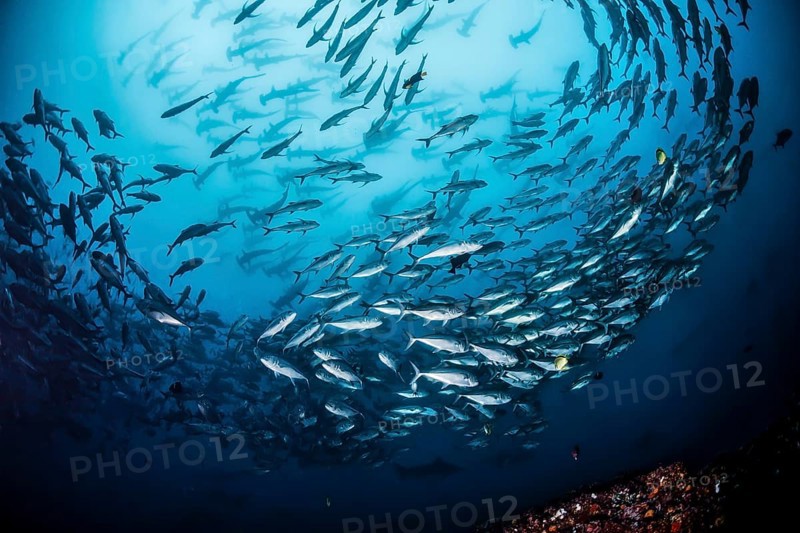 School of bigeye trevally fish (Caranx sexfasciatus) and large school of scalloped hammerhead sharks (Sphyrna lewini) behind