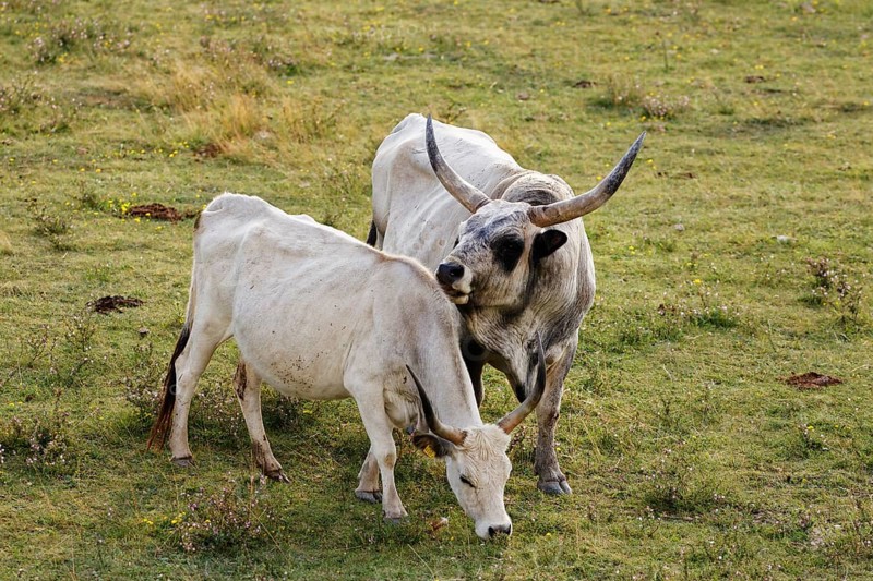 Cow and bull