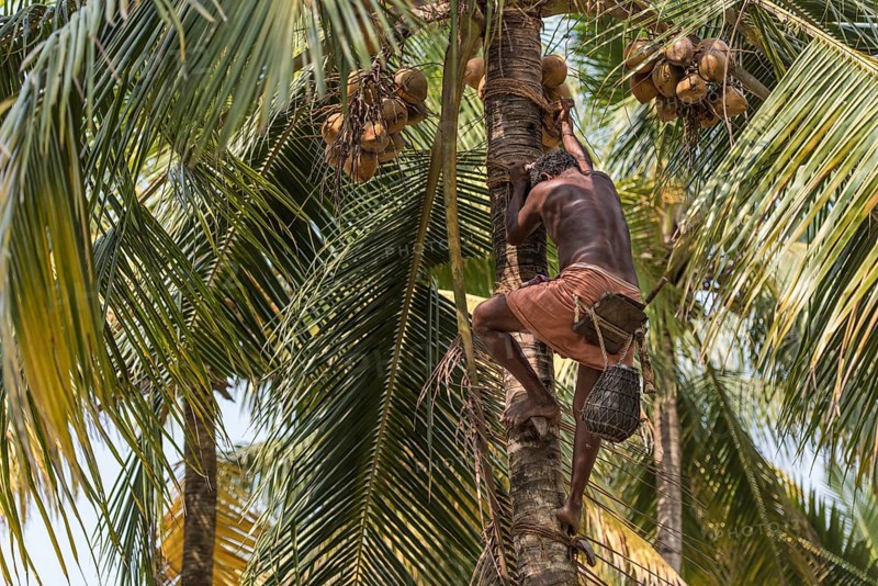 Toddy Tapper climbing a coconut palm