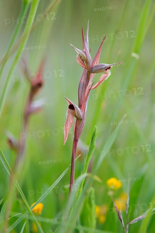 Long Lipped Serapias (Serapias vomeracea)