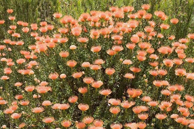 Pincushion Protea (Leucospermum spec.)
