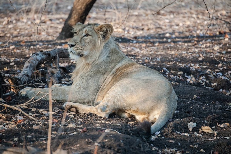 Asiatic lion (Panthera leo persica)