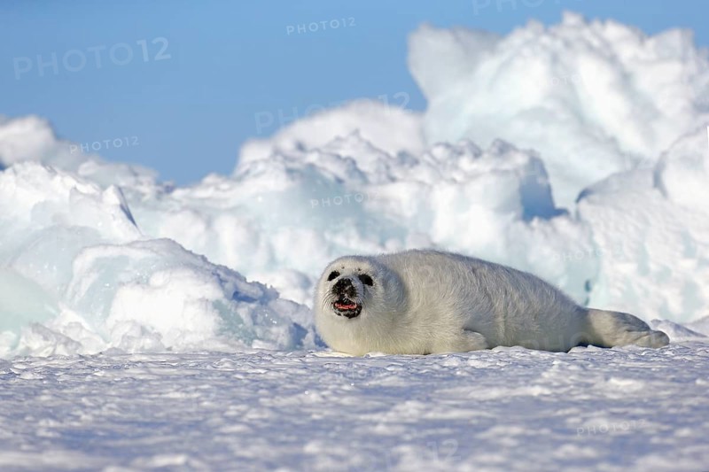 Harp Seal or Saddleback Seal (Pagophilus groenlandicus