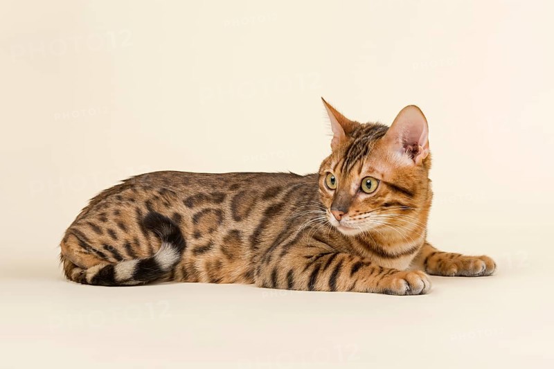 Bengal cat