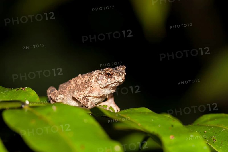 Crested Toad (Ingerophrynus divergens)