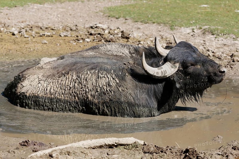 Water buffalo (Bubalus bubalis)
