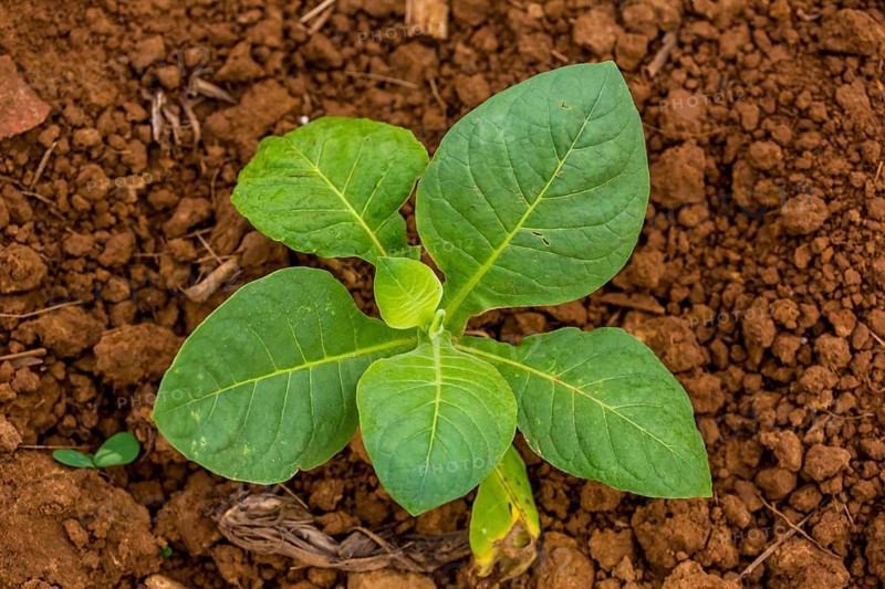 Tobacco field