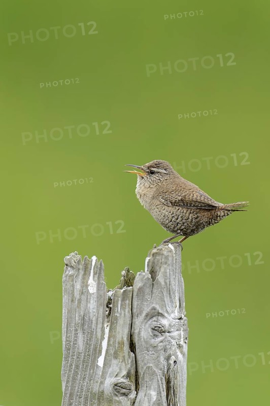 Shetland Wren (Troglodytes troglodytes zetlandicus) adult