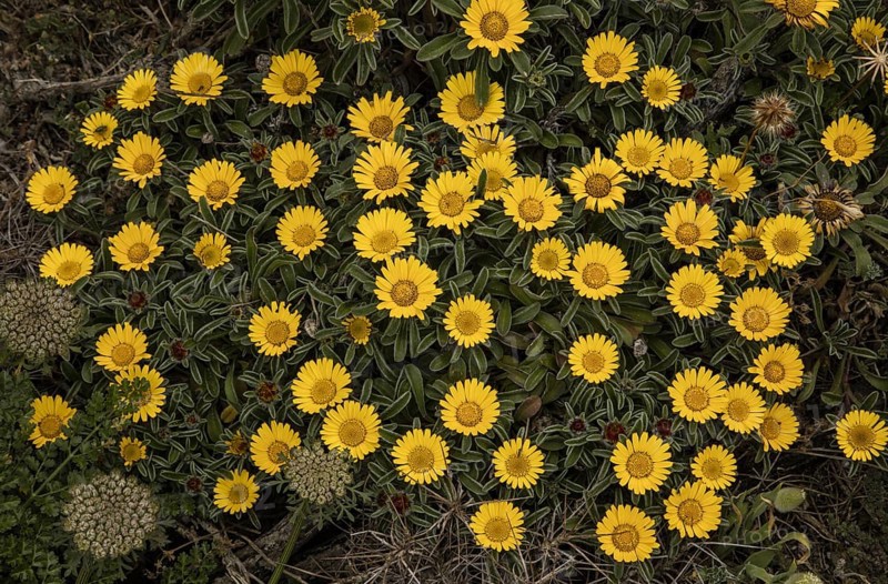 Gold Coin Plant (Pallenis maritima)