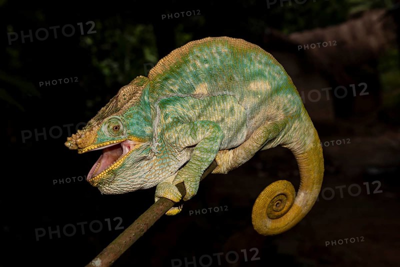 Parson's chameleon (Calumma parsonii)