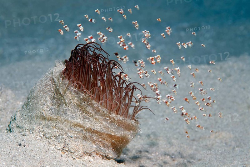 Shoal of tiny floating shrimp (Idiomysis tsurnamali) on Tube-dwelling anemone (Ceriantharia)