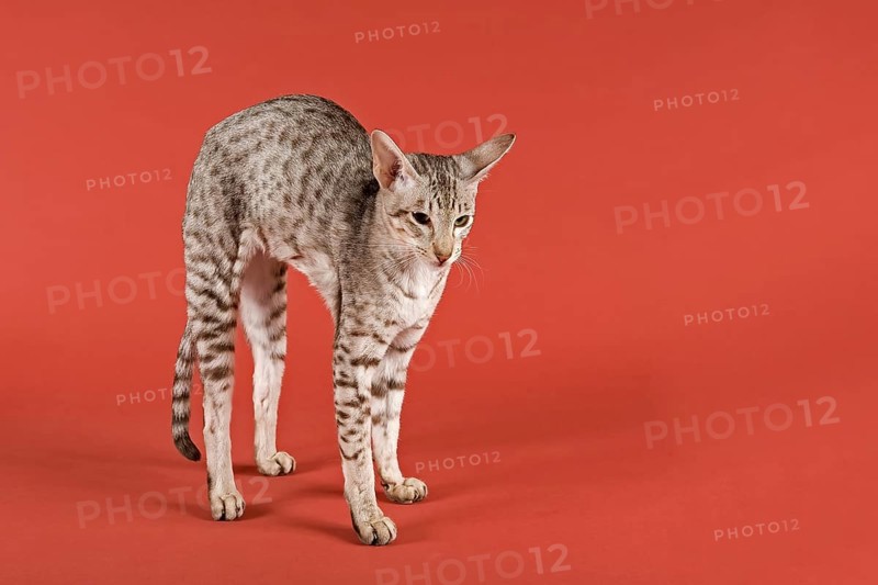 Oriental Shorthair cat