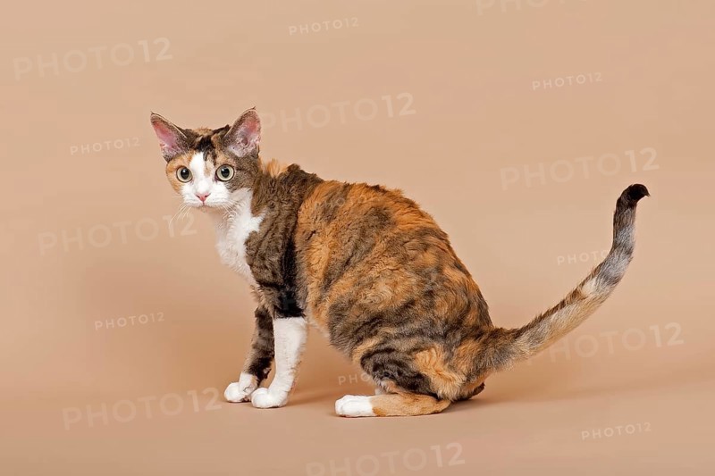 Devon Rex cat