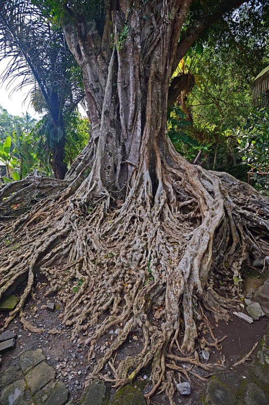Aerial roots of a Ficus tree in the Tirta Empul Water Temple