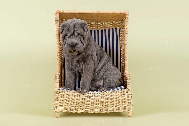 Shar Pei puppy
