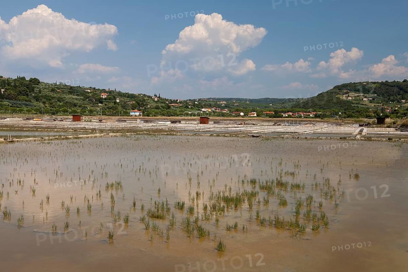 Salt works in the nature reserve of Strunjan