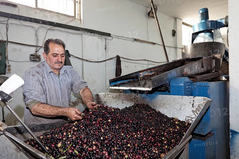 Man sorting leaves from olives
