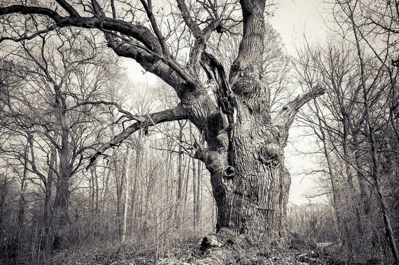 Old English oak (Quercus robur)