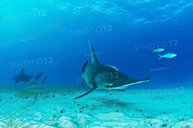 Great hammerhead shark (Sphyrna mokarran)
