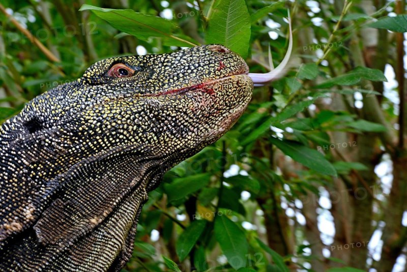 Crocodile monitor (Varanus salvadorii)