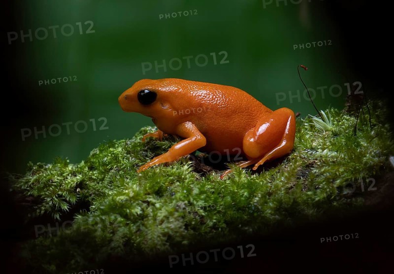 Golden mantella (Mantella aurantiaca) in the rainforests of East Madagascar