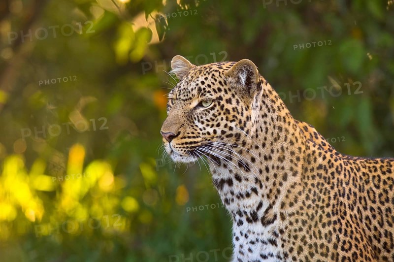 Leopard (Panthera pardus)