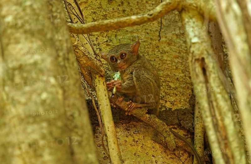 Spectral Tarsier (Tarsius spectrum