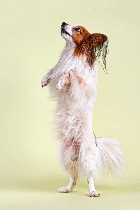 Papillon dog