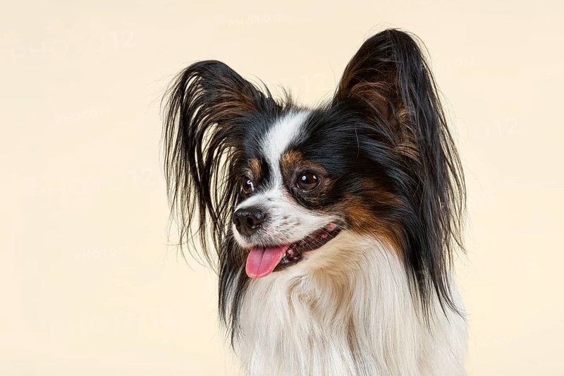 Papillon dog
