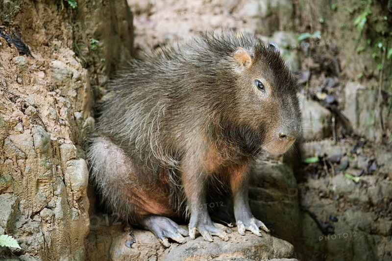 Capybara (Hydrochoerus hydrochaeris)