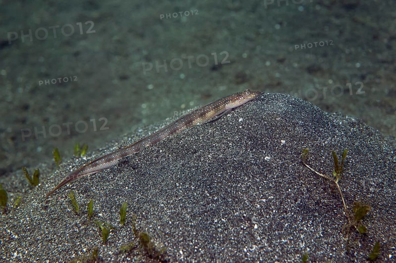 Sand diver (Trichonotus marleyi)