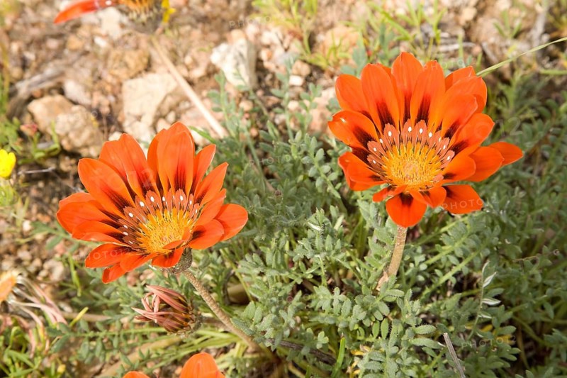 Gazanias (Gazania spec.)