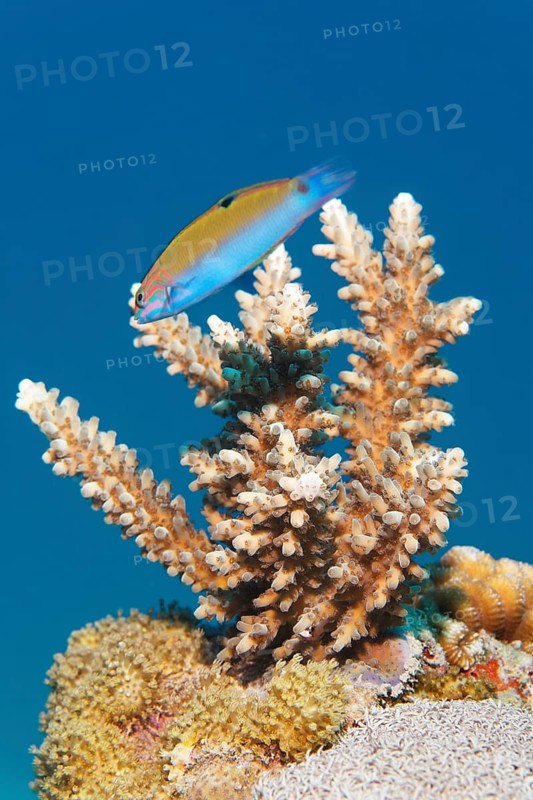 Wrasse (Thalassoma sp.) with young Acropora stone coral (Acropora sp). Makadi Bay