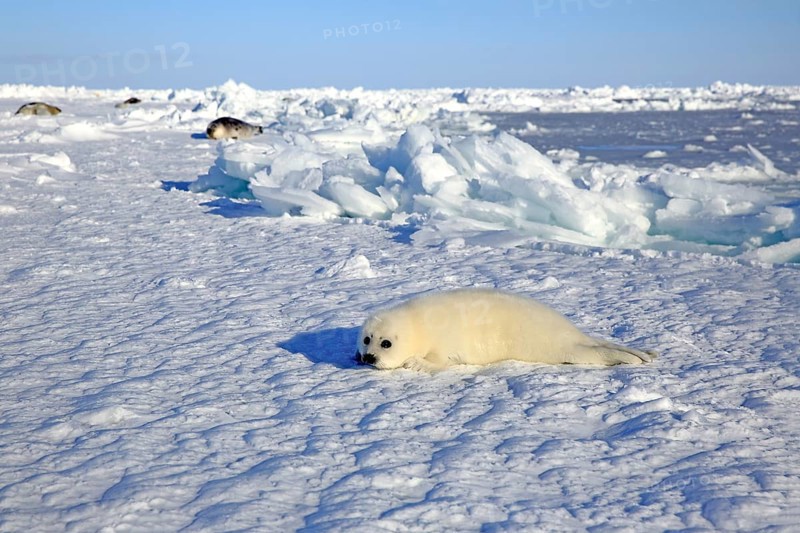Harp Seal or Saddleback Seal (Pagophilus groenlandicus