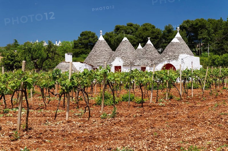 Vines