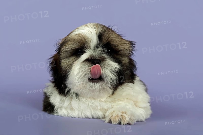 Shih Tzu puppy